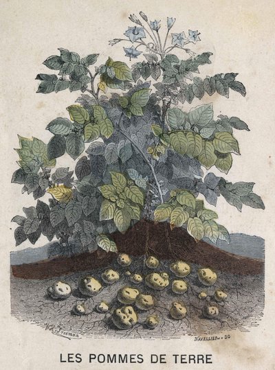perunat. 1800-luvun kuvitus. Bianchetti kokoelma. tekijältä Unknown artist
