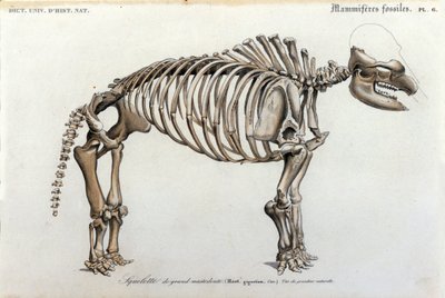 Esihistoria: Mastodonin luuranko, fossiiliset nisäkkäät (Mas gigantium). Paleontologialevy Charles D