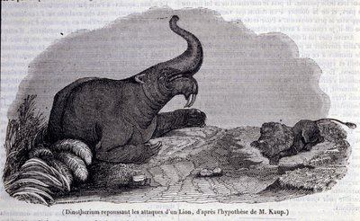 Esihistoria: Dinotheriumin esitys, pachynahkatyyppi, leijonan hyökkäyksen torjuminen. Kaiverrus 1800-luvulta tekijältä Unknown artist