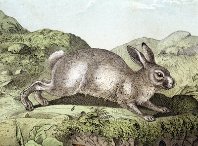 Rabbit - julkaisussa "Nisäkkäiden luonnonhistoria", toim. Schreiber tekijältä Unknown artist