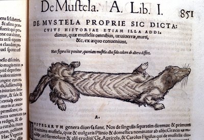 Esitys niemikkoon liittyvästä närästyseläinten perheestä - Historia Animaliumissa, kirjoittanut Conrad Gesner (1516 - 1565), Tiguri tekijältä Unknown artist