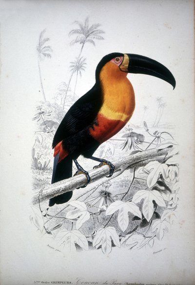 Edustus tukaanista, Etelä-Amerikan linnusta. 1800-luvun kaiverrus. tekijältä Unknown artist
