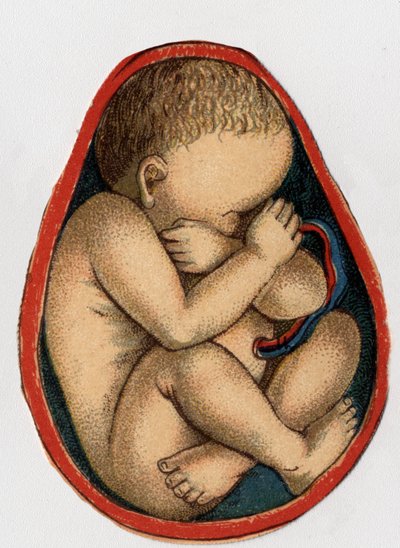 Kohdun esitys raskauden kanssa. "Uusi luonnollinen lääke", kirjoittanut F.E. Bilz.1898. tekijältä Unknown artist