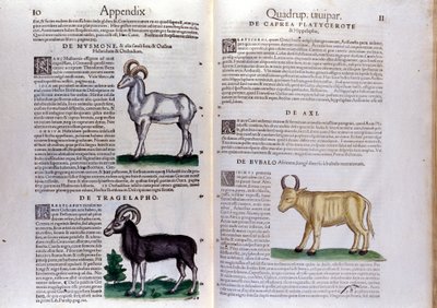 Esitys lampaista, puhveleista... - Conrad Gesnerin (1516 - 1565), Tigurin teoksessa History of Animals tekijältä Unknown artist