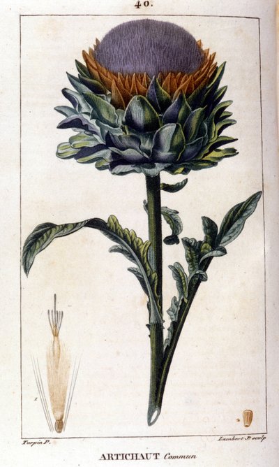 Tavallisen artisokan esitys. Kasvitieteellinen lauta. 1800-luvulla. tekijältä Unknown artist