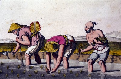 Riisin viljely Kiinassa. 1800-luvun printti. tekijältä Unknown artist