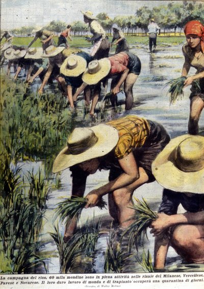 Riisin uudelleenistutus Milanon läheisyydessä vuonna 1954. tekijältä Unknown artist