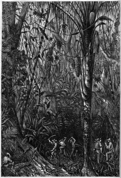 Tiekehitys Keski-Amerikassa: Nicaraguan tien poraus neitseellisen metsän läpi (metsien hävittäminen). Piirustus kapteeni Bedford Pimin retkikunnan jäsenestä (1826-1886) luutnantti Olivierista. Kaiverrus "" Maineikas universumi"" tekijältä Unknown artist