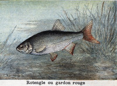 Rotengle tai punainen särki Kaiverrus vuodelta 1898 tekijältä Unknown artist