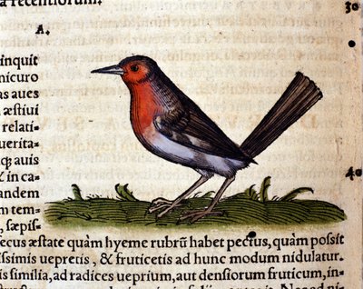 Rouge Historia Animaliumin jälkeen, kirjoittanut Conrad Gesner, Tiguri 1560. Biblioteca Nazionale Braidense. Milano tekijältä Unknown artist