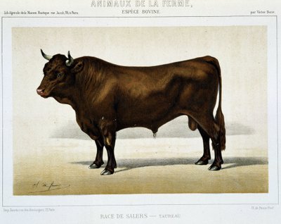 Salers Breed Taurus - "" Maatilaeläimet"" tekijältä Unknown artist