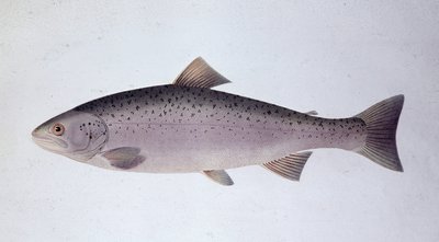 Lohitaimen - Luonnonhistoriallinen taulu tekijältä Unknown artist