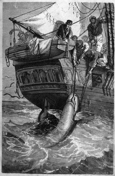 Hain kalastus. (Pesca allo squalo) 1800-luvun kaiverrus. Yksityinen kokoelma. tekijältä Unknown artist