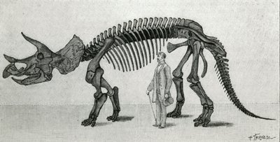 Triceratops prorsuksen luuranko tekijältä Unknown artist