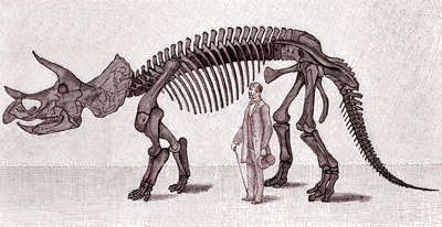 Triceratops prorsuksen luuranko tekijältä Unknown artist