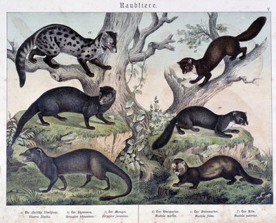 Pienet karusiinit. julkaisussa "Natural histories of mammals", toim. Schreiber tekijältä Unknown artist
