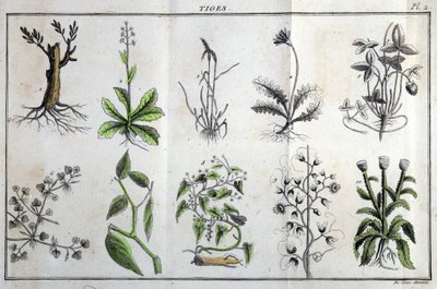 Varret: kirjassa "" Flora Françoise, tai lyhyt kuvaus kaikista Ranskassa luonnollisesti kasvavista kasveista, jotka on järjestetty uuden analyysimenetelmän mukaan, johon lainataan niiden vähiten yksiselitteisiä hyveitä lääketieteessä ja hyödyllisyyttä tait tekijältä Unknown artist