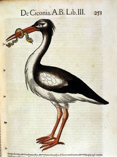 Haikara Historia Animalium de Conrad Gesnerin jälkeen, Tiguri 1560. Biblioteca Nazionale Braidense. Milano tekijältä Unknown artist