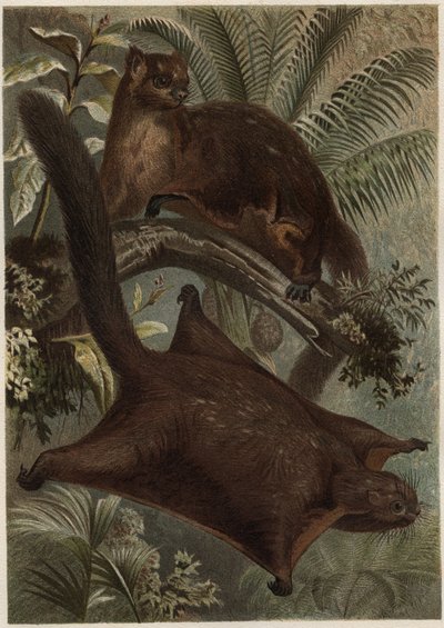Taguan (liito-orava) (suku Sciuridae) - Orava (liito-orava) - kaiverrus Alfred Edmund Brehmin (1829-1884) "" Brehmin elämästä eläinten elämästä" tekijältä Unknown artist