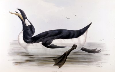 The Giant Penguin (Alca Impennis) - Euroopan linnuissa” John Gould, Lontoo tekijältä Unknown artist