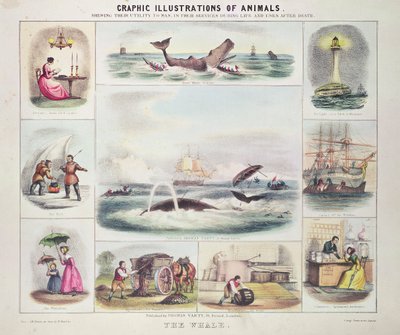 Valas, teoksesta Graphic Illustrations of Animals, suunnitellut ja kaiverrettu W. Hawkins, julkaissut Thomas Varty (kaiverrus). tekijältä Unknown artist
