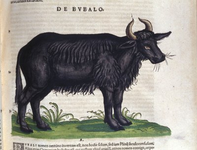 Konrad Gesner, Tiguri Historia animaliumin jälkeinen puhveli tekijältä Unknown artist