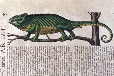 Kameleontti Historia animaliumin jälkeen, Konrad Gesner, Tiguri tekijältä Unknown artist
