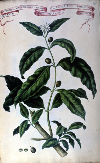 Kahvipuu. 1800-luvun herbaario. tekijältä Unknown artist