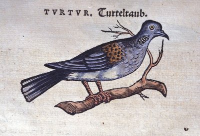 Kyyhkynen - Historia animaliumista, kirjoittanut Konrad Gesner, Tiguri tekijältä Unknown artist