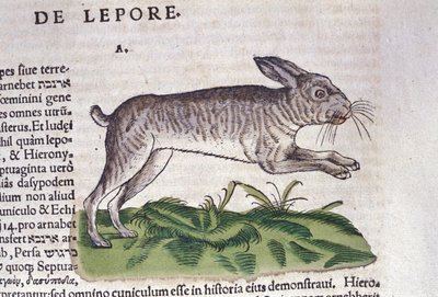 Jänis Historia Animaliumin jälkeen kirjoittanut Conrad Gesner, Tiguri 1560. Biblioteca nazionale Braidense. Milano tekijältä Unknown artist
