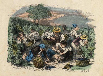Sadonkorjuu. 1800-luvun kuvitus. Bianchetti kokoelma tekijältä Unknown artist