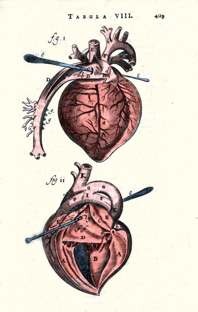 Sydän. Erasmus Bartholinin (Erasmus Bartholinus) (1625 - 1698) tanskalaisen lääkärin ja fyysikon anatomian anatominen lautakunta. 17. vuosisata tekijältä Unknown artist