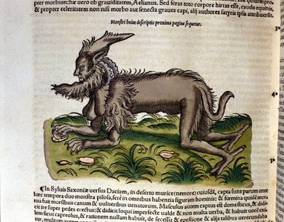 Manticore Conrad Gesnerin Historia Animaliumista, Tiguri 1560. Biblioteca nazionale Braidense. Milano tekijältä Unknown artist