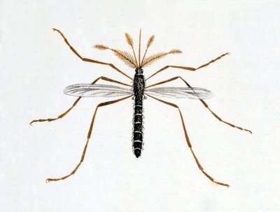 Hyttynen. Luonnontieteellinen taulu. 1800-luvulla. tekijältä Unknown artist