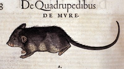 Rotta Historia Animaliumin jälkeen, kirjoittanut Conrad Gesner, Tiguri 1560. Biblioteca Nazionale Braidense. Milano tekijältä Unknown artist