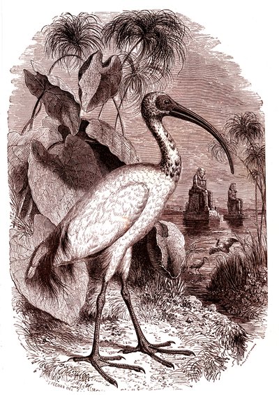 Egyptiläisten pyhä ibis tekijältä Unknown artist
