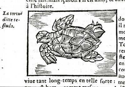 Merikilpikonna Gerolamo Cardanon (Cardanus Hieronymus) (Cardan) traktaatin "" De la subtlite" mukaan, painettu Rouenissa vuonna 1642. tekijältä Unknown artist