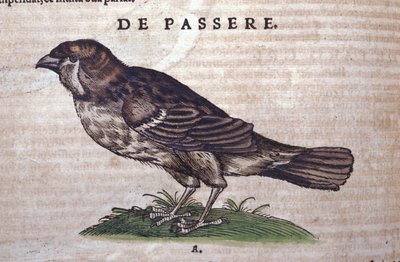Varpunen Historia Animaliumissa, kirjoittanut Conrad Gesner (1516 - 1565), Tiguri tekijältä Unknown artist