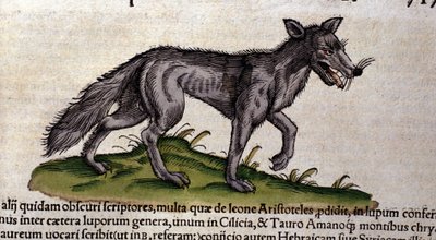 Susi Historia Animaliumin mukaan, kirjoittanut Conrad Gesner, Tiguri 1560. Biblioteca Nazionale Braidense. Milano tekijältä Unknown artist