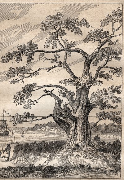 Kapteeni James Cookin (1728-1779) kolmas matka (1776-1779): puu, jonka alla Cook tarkkaili Venuksen kulkua - kuva otettu teoksesta "1700-luvun suuret merenkulkijat" tekijältä Unknown artist