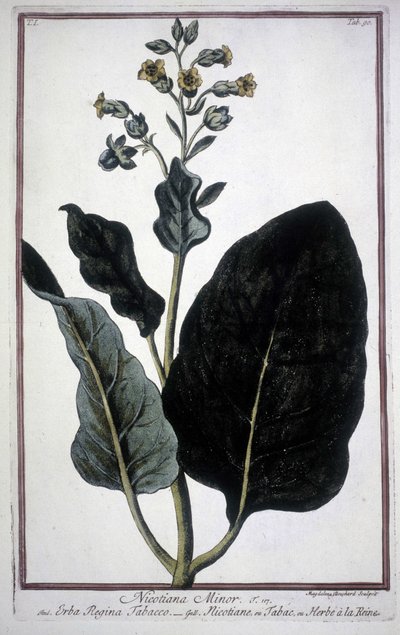 Tupakanlehti ja kukka (Nicotiana Minor) 1800-luvun herbaariossa. tekijältä Unknown artist