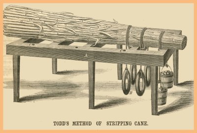 Todds Methode des Zuckerrohrschälens von Unknown Artist