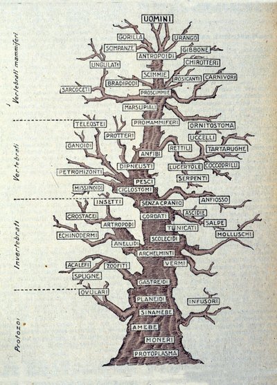 Evoluutiopuu tai kuvitettu taulu, joka edustaa eläinkunnan luokittelua. tekijältä Unknown artist