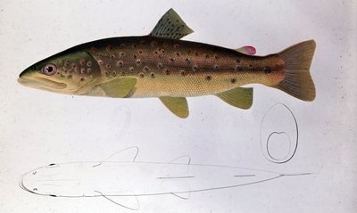Trout - Natural History Board tekijältä Unknown artist