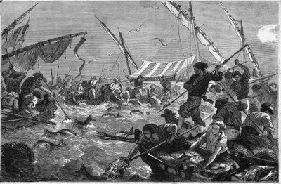Tonnikalan kalastus (Pesca al tonno) Provencen rannikolla. tekijältä Unknown artist
