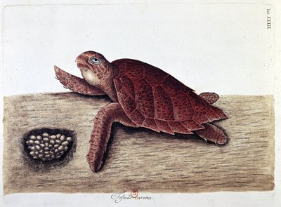 Kilpikonna ja sen munat - luonnonhistoriallinen taulu, B.N. tekijältä Unknown artist