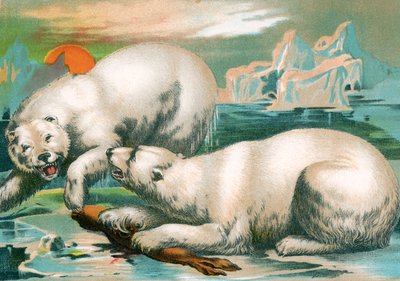 Kaksi jääkarhua taistelevat sinetistä tekijältä Unknown artist