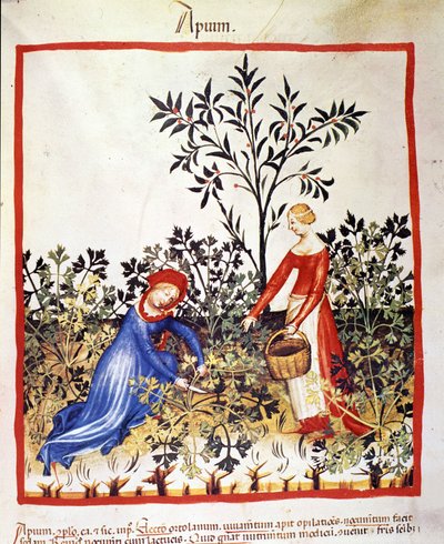 Kaksi naista poimivat persiljaa. Valaistus lääketieteen ja dietetiikan lypsystä "" Tacuinum sanitatis"" tekijältä Unknown artist