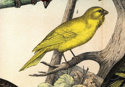 Kanarianlehti - kirjassa "Lintujen luonnonhistoria", toim. Hoepli, Milano tekijältä Unknown artist