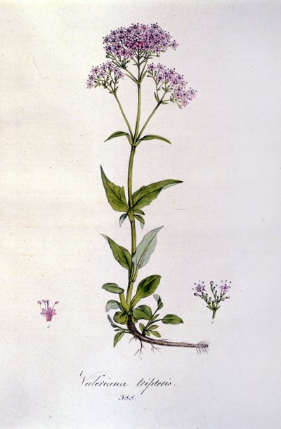 Valerian. 1800-luvun kaiverrus. tekijältä Unknown artist